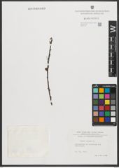 Foto von Salix repens L.